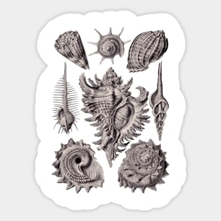 Ernst Haeckel Prosobranchia Sea Shells Aubergine Sticker